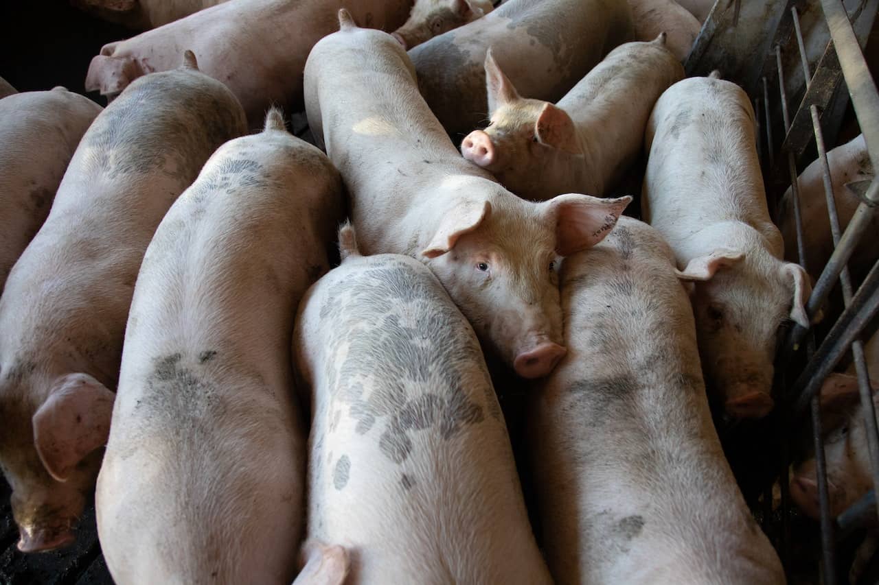 African swine fever (ASF) outbreak.