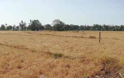 An irrigated rice land withers from the drought caused by the El Niño phenomenon in Sibalom, Antique