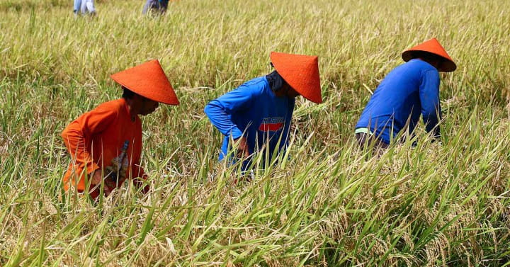 Farmers work in a rice field in Barangay Hubangon, Mahinog, Camiguin in this May 1, 2024