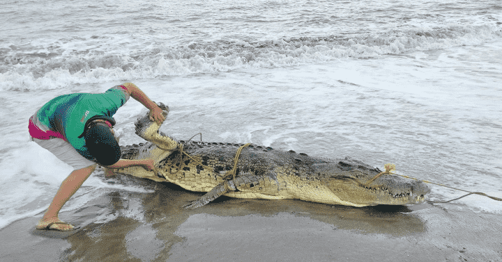 A dead saltwater crocodile was found floating along the shoreline of Sitio Gunob, Barangay Inogbong in the Palawan